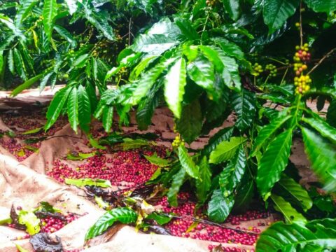 CÀ PHÊ RANG XAY NGUYÊN CHẤT ĐẮK LẮK 1KG