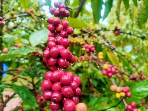 ROBUSTA ĐẶC SẢN 250GR
