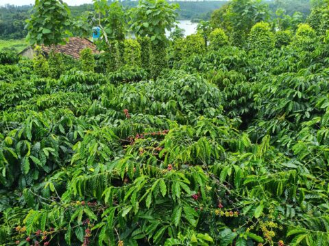 CÀ PHÊ RANG XAY NGUYÊN CHẤT ĐẮK LẮK 250GR