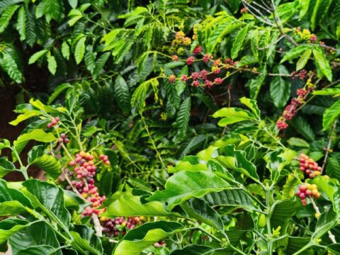 CÀ PHÊ RANG XAY CHẤT LƯỢNG CAO 250GR