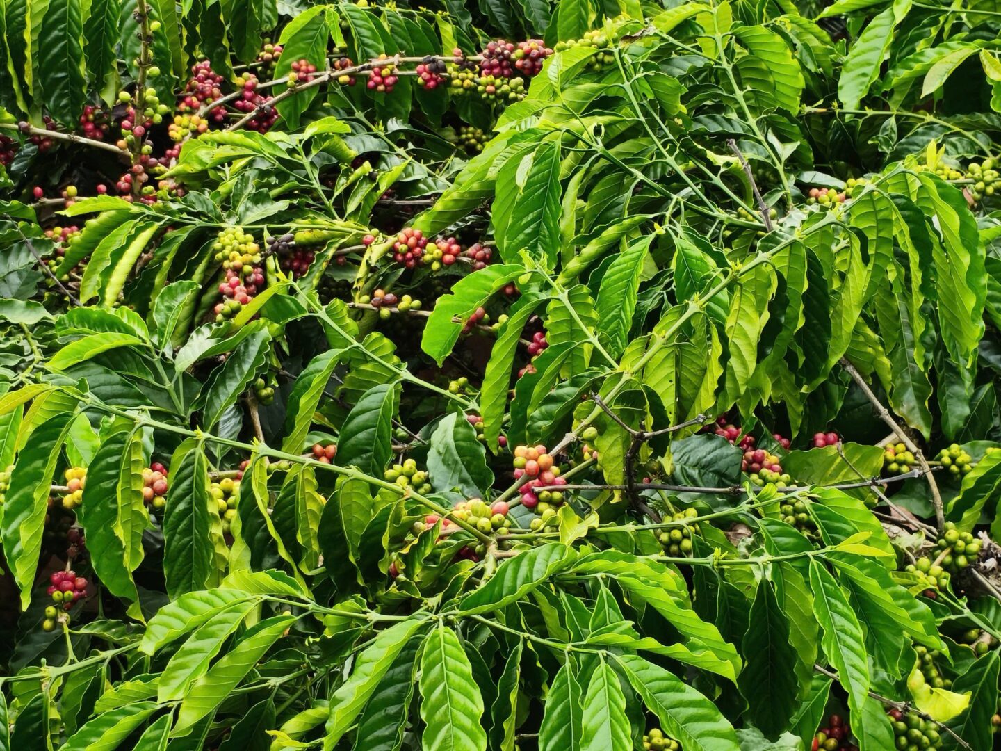 CÀ PHÊ RANG XAY CHẤT LƯỢNG CAO 500GR