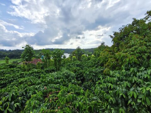 CÀ PHÊ RANG XAY CHẤT LƯỢNG CAO 1KG