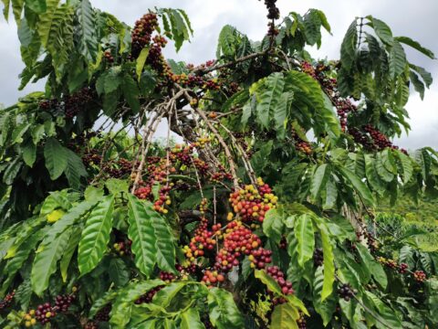 CÀ PHÊ RANG XAY NGUYÊN CHẤT ĐẮK LẮK 500GR